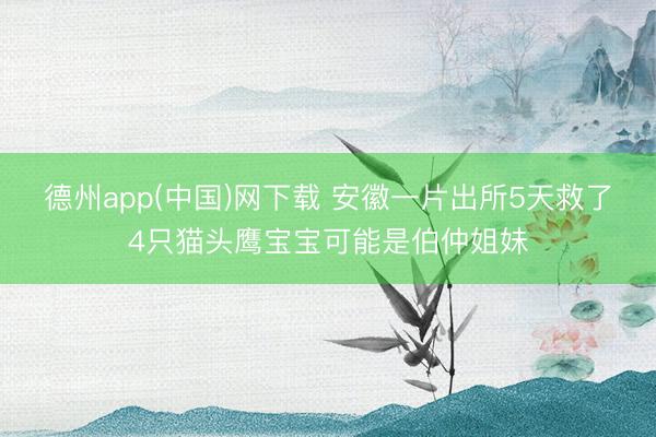 德州app(中国)网下载 安徽一片出所5天救了4只猫头鹰宝宝可能是伯仲姐妹