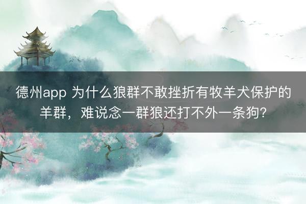 德州app 为什么狼群不敢挫折有牧羊犬保护的羊群，难说念一群狼还打不外一条狗?