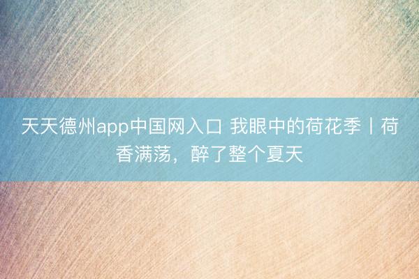 天天德州app中国网入口 我眼中的荷花季丨荷香满荡,醉了整个夏天